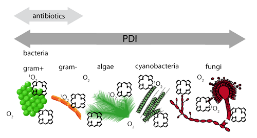 PDT Logo